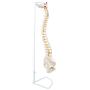 Axis Scientific Spine Model, 34'' Life Size Spinal Cord Model with Vertebrae, Nerves, Arteries, Lumbar Column, and Male Pelvis, Includes Stand, Detailed Product Manual and Worry Free 3 Year Warranty