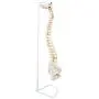 Axis Scientific Spine Model, 34'' Life Size Spinal Cord Model with Vertebrae, Nerves, Arteries, Lumbar Column, and Male Pelvis, Includes Stand, Detailed Product Manual and Worry Free 3 Year Warranty Axis Scientific Spine Model, 34'' Life Size Spinal Cord Model with Vertebrae, Nerves, Arteries, Lumbar Column, and Male Pelvis, Includes Stand, Detailed Product Manual and Worry Free 3 Year Warranty