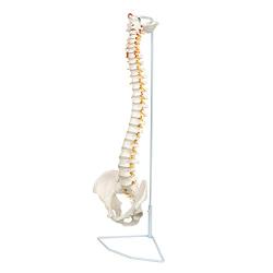 Axis Scientific Spine Model, 34'' Life Size Spinal Cord Model with Vertebrae, Nerves, Arteries, Lumbar Column, and Male Pelvis, Includes Stand, Detailed Product Manual and Worry Free 3 Year Warranty
