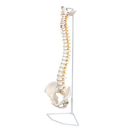 Axis Scientific Spine Model, 34'' Life Size Spinal Cord Model with Vertebrae, Nerves, Arteries, Lumbar Column, and Male Pelvis, Includes Stand, Detailed Product Manual and Worry Free 3 Year Warranty