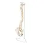 Axis Scientific Spine Model, 34'' Life Size Spinal Cord Model with Vertebrae, Nerves, Arteries, Lumbar Column, and Male Pelvis, Includes Stand, Detailed Product Manual and Worry Free 3 Year Warranty Axis Scientific Spine Model, 34'' Life Size Spinal Cord Model with Vertebrae, Nerves, Arteries, Lumbar Column, and Male Pelvis, Includes Stand, Detailed Product Manual and Worry Free 3 Year Warranty
