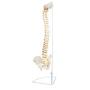 Axis Scientific Spine Model, 34'' Life Size Spinal Cord Model with Vertebrae, Nerves, Arteries, Lumbar Column, and Male Pelvis, Includes Stand, Detailed Product Manual and Worry Free 3 Year Warranty