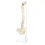 Axis Scientific Spine Model, 34'' Life Size Spinal Cord Model with Vertebrae, Nerves, Arteries, Lumbar Column, and Male Pelvis, Includes Stand, Detailed Product Manual and Worry Free 3 Year Warranty Axis Scientific Spine Model, 34'' Life Size Spinal Cord Model with Vertebrae, Nerves, Arteries, Lumbar Column, and Male Pelvis, Includes Stand, Detailed Product Manual and Worry Free 3 Year Warranty