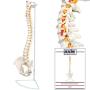 Axis Scientific Spine Model, 34'' Life Size Spinal Cord Model with Vertebrae, Nerves, Arteries, Lumbar Column, and Male Pelvis, Includes Stand, Detailed Product Manual and Worry Free 3 Year Warranty