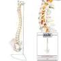 Axis Scientific Spine Model, 34'' Life Size Spinal Cord Model with Vertebrae, Nerves, Arteries, Lumbar Column, and Male Pelvis, Includes Stand, Detailed Product Manual and Worry Free 3 Year Warranty Axis Scientific Spine Model, 34'' Life Size Spinal Cord Model with Vertebrae, Nerves, Arteries, Lumbar Column, and Male Pelvis, Includes Stand, Detailed Product Manual and Worry Free 3 Year Warranty