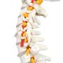 Axis Scientific Spine Model, 34'' Life Size Spinal Cord Model with Vertebrae, Nerves, Arteries, Lumbar Column, and Male Pelvis, Includes Stand, Detailed Product Manual and Worry Free 3 Year Warranty
