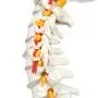 Axis Scientific Spine Model, 34'' Life Size Spinal Cord Model with Vertebrae, Nerves, Arteries, Lumbar Column, and Male Pelvis, Includes Stand, Detailed Product Manual and Worry Free 3 Year Warranty Axis Scientific Spine Model, 34'' Life Size Spinal Cord Model with Vertebrae, Nerves, Arteries, Lumbar Column, and Male Pelvis, Includes Stand, Detailed Product Manual and Worry Free 3 Year Warranty