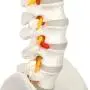 Axis Scientific Spine Model, 34'' Life Size Spinal Cord Model with Vertebrae, Nerves, Arteries, Lumbar Column, and Male Pelvis, Includes Stand, Detailed Product Manual and Worry Free 3 Year Warranty Axis Scientific Spine Model, 34'' Life Size Spinal Cord Model with Vertebrae, Nerves, Arteries, Lumbar Column, and Male Pelvis, Includes Stand, Detailed Product Manual and Worry Free 3 Year Warranty