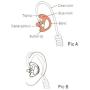KS K-STORM Two Way Radio Ear Mold Replacement Soft Silicone Ear Insert for Acoustic Coil Tube Earpiece (Carnation, 3 Pair Large,Medium,Small)