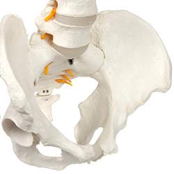 Axis Scientific Spine Model, 34'' Life Size Spinal Cord Model with Vertebrae, Nerves, Arteries, Lumbar Column, and Male Pelvis, Includes Stand, Detailed Product Manual and Worry Free 3 Year Warranty