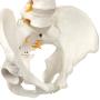 Axis Scientific Spine Model, 34'' Life Size Spinal Cord Model with Vertebrae, Nerves, Arteries, Lumbar Column, and Male Pelvis, Includes Stand, Detailed Product Manual and Worry Free 3 Year Warranty