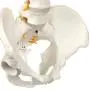 Axis Scientific Spine Model, 34'' Life Size Spinal Cord Model with Vertebrae, Nerves, Arteries, Lumbar Column, and Male Pelvis, Includes Stand, Detailed Product Manual and Worry Free 3 Year Warranty Axis Scientific Spine Model, 34'' Life Size Spinal Cord Model with Vertebrae, Nerves, Arteries, Lumbar Column, and Male Pelvis, Includes Stand, Detailed Product Manual and Worry Free 3 Year Warranty