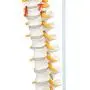 Axis Scientific Spine Model, 34'' Life Size Spinal Cord Model with Vertebrae, Nerves, Arteries, Lumbar Column, and Male Pelvis, Includes Stand, Detailed Product Manual and Worry Free 3 Year Warranty Axis Scientific Spine Model, 34'' Life Size Spinal Cord Model with Vertebrae, Nerves, Arteries, Lumbar Column, and Male Pelvis, Includes Stand, Detailed Product Manual and Worry Free 3 Year Warranty