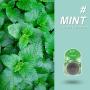Fresh Breath Mist Automatic Electronic Oral Sprayer, 8+ Hours Cool Mint Freshens Breath Oral Care in only 1-3 Seconds, Mint Green Machine, 2 Spray Inner Cores (Mint and Blueberry Flavor)
