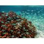 Ricoh RICOH WG-70 Black Waterproof Digital Camera 16MP High Resolution Images Waterproof 14m Shockproof 1.6m Underwater Photography 6-LED Ring Light Digital Microscope Mode Tough Body Design.