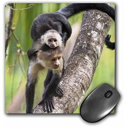3dRose LLC 8 x 8 x 0.25 Capuchin Monkeys Corcovado NP Costa Rica Jim Goldstein Mouse Pad (mp_87166_1)