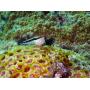 Ricoh RICOH WG-70 Black Waterproof Digital Camera 16MP High Resolution Images Waterproof 14m Shockproof 1.6m Underwater Photography 6-LED Ring Light Digital Microscope Mode Tough Body Design.